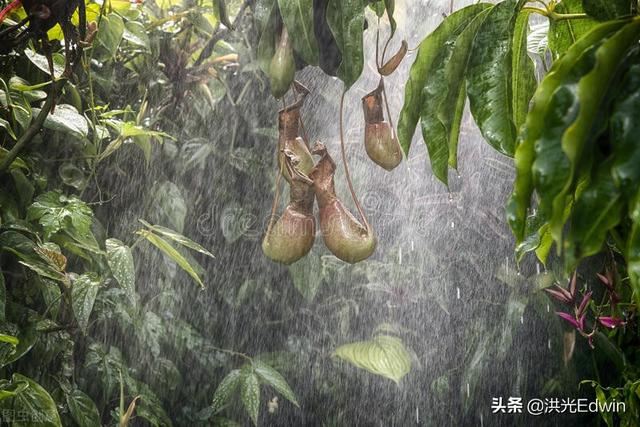 亚马逊丛林有多可怕?