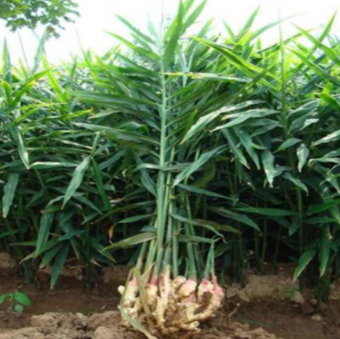 现在种植什么能赚钱?(2022年种植行业分享)