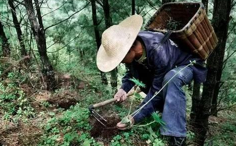 农村做什么能赚钱呢 农村老人怎么在家赚钱